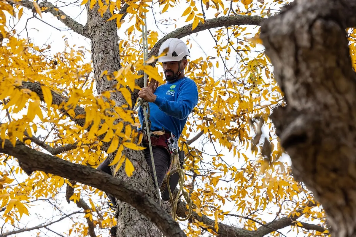Skilled Tree Pruning crew working in Little Falls